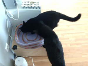 ImageUploadedByTapatalk 21372092132.374733.jpg