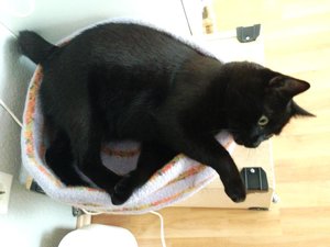 ImageUploadedByTapatalk 21372092290.990936.jpg