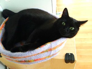 ImageUploadedByTapatalk 21372092348.840083.jpg