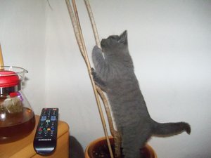 das bringt mich auf die Palme.jpg