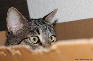 ImageUploadedByTapatalk 21372103325.215207.jpg