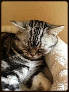 ImageUploadedByTapatalk 21372247130.839310.jpg