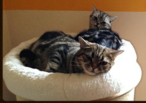 ImageUploadedByTapatalk 21372256697.674479.jpg