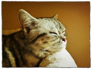 ImageUploadedByTapatalk 21372324476.982272.jpg