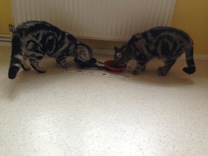 ImageUploadedByTapatalk 21372324524.333755.jpg