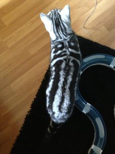 ImageUploadedByTapatalk 21372324557.252884.jpg