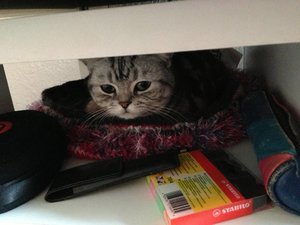 ImageUploadedByTapatalk 21372365272.823213.jpg