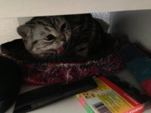 ImageUploadedByTapatalk 21372365288.326072.jpg