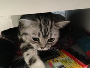 ImageUploadedByTapatalk 21372365307.109499.jpg