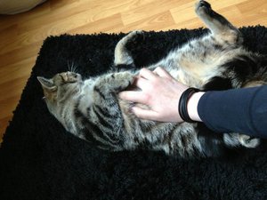 ImageUploadedByTapatalk 21372365355.690025.jpg