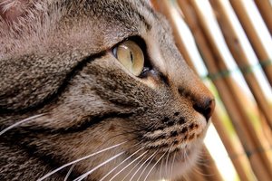 ImageUploadedByTapatalk 21372452117.567379.jpg