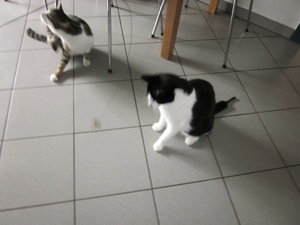 frido spielt wieder 001.JPG