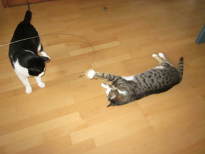 frido spielt wieder 002.JPG