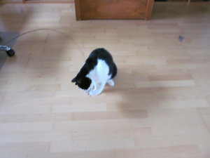 frido spielt wieder 003.JPG