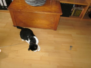 frido spielt wieder 004.JPG