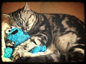 ImageUploadedByTapatalk 21372536348.340311.jpg