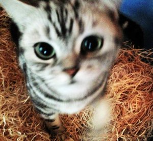 ImageUploadedByTapatalk 21372536474.323725.jpg