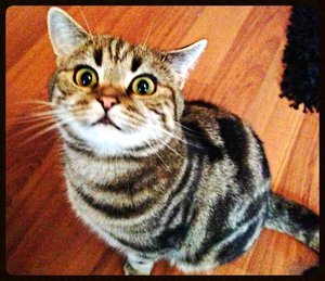 ImageUploadedByTapatalk 21372536562.274043.jpg