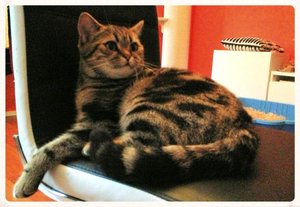 ImageUploadedByTapatalk 21372536689.857523.jpg