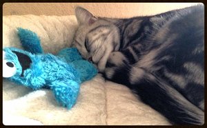 ImageUploadedByTapatalk 21372606453.234889.jpg