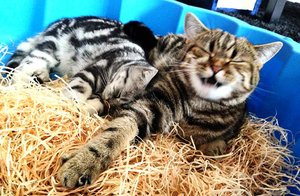 ImageUploadedByTapatalk 21372606793.938343.jpg