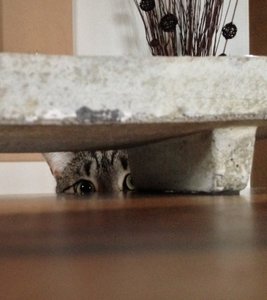 ImageUploadedByTapatalk 21372617894.596292.jpg