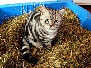 ImageUploadedByTapatalk 21372770675.555809.jpg