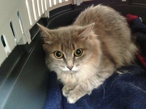 ImageUploadedByTapatalk 21373018743.170033.jpg