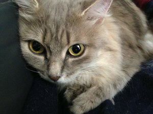 ImageUploadedByTapatalk 21373018772.163415.jpg