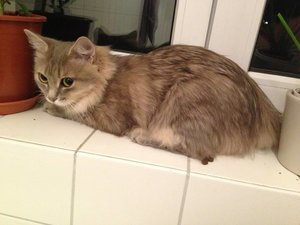 ImageUploadedByTapatalk 21373058624.021417.jpg