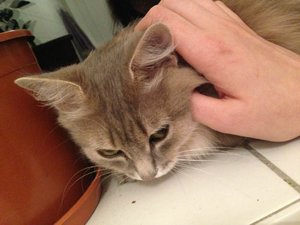 ImageUploadedByTapatalk 21373058637.892627.jpg