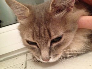 ImageUploadedByTapatalk 21373058876.661316.jpg