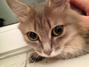 ImageUploadedByTapatalk 21373058888.410695.jpg