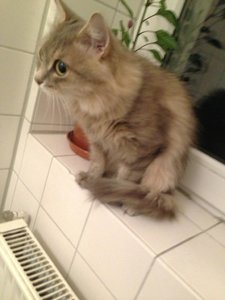 ImageUploadedByTapatalk 21373059007.761486.jpg