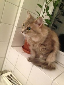 ImageUploadedByTapatalk 21373059022.760942.jpg