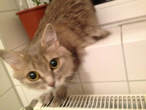 ImageUploadedByTapatalk 21373059059.944730.jpg