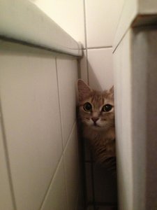 ImageUploadedByTapatalk 21373059731.484859.jpg