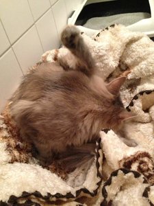 ImageUploadedByTapatalk 21373060565.522420.jpg