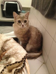 ImageUploadedByTapatalk 21373103273.062605.jpg