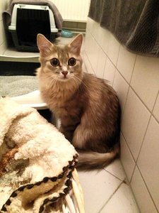 ImageUploadedByTapatalk 21373148808.680671.jpg