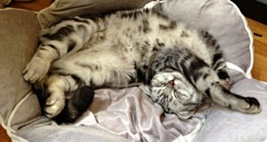 ImageUploadedByTapatalk 21373224581.875901.jpg