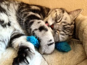 ImageUploadedByTapatalk 21373287252.726054.jpg