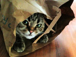 ImageUploadedByTapatalk 21373448965.516167.jpg