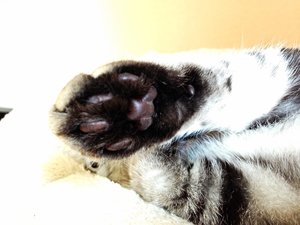 ImageUploadedByTapatalk 21373452489.445656.jpg