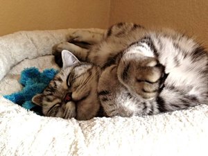 ImageUploadedByTapatalk 21373452537.698970.jpg