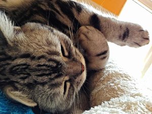 ImageUploadedByTapatalk 21373452569.832050.jpg