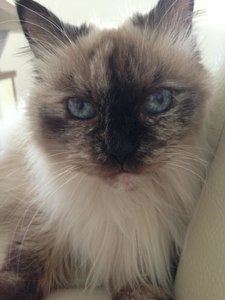 ImageUploadedByTapatalk 21373493847.135275.jpg