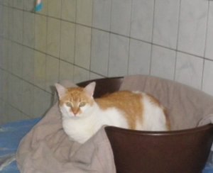 IMGP2461 (800x600).jpg