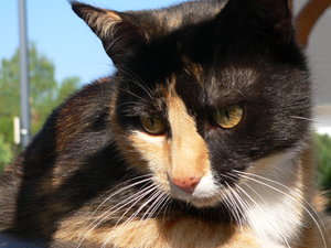 Sternenkätzchen Kitty.JPG