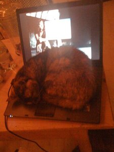 Yiasou mags warm.jpg